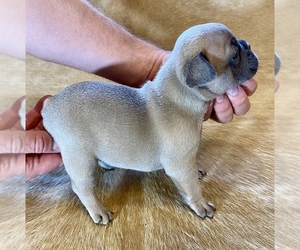 French Bulldog Litter for sale in SOMERS, MT, USA