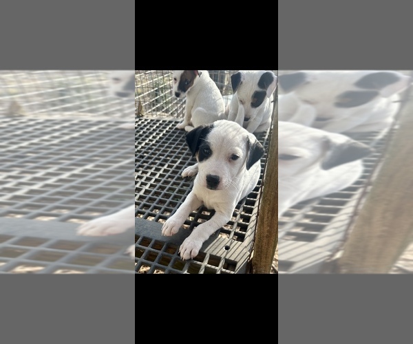 Medium Photo #1 Jack Russell Terrier Puppy For Sale in BELL BUCKLE, TN, USA