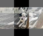 Small Photo #1 Jack Russell Terrier Puppy For Sale in BELL BUCKLE, TN, USA