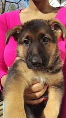 German Shepherd Dog Litter for sale in HARTWELL, GA, USA