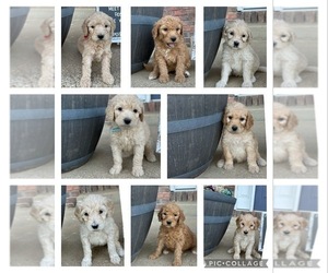 Goldendoodle Litter for sale in COLUMBIA, MO, USA
