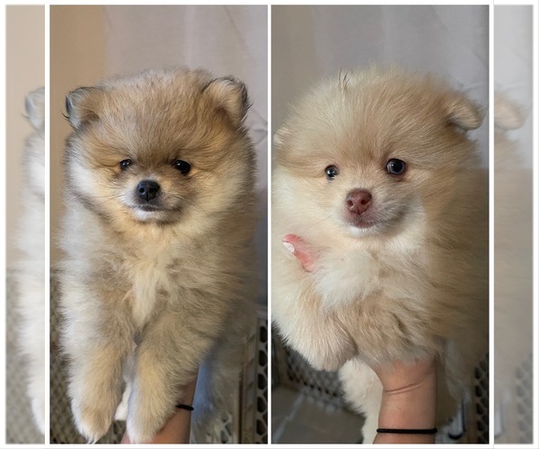 Medium Photo #1 Pomeranian Puppy For Sale in HYNDMAN, PA, USA