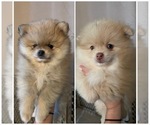 Small Photo #1 Pomeranian Puppy For Sale in HYNDMAN, PA, USA