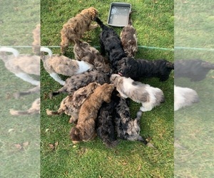 Goldendoodle-Poodle (Standard) Mix Litter for sale in SUNBURY, PA, USA