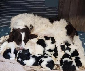 Newfypoo Litter for sale in COAL CENTER, PA, USA