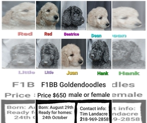 Goldendoodle Litter for sale in CHISHOLM, MN, USA