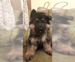 German Shepherd Dog Litter for sale in SHEBOYGAN, WI, USA