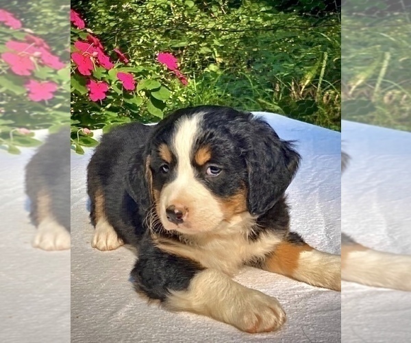 Medium Photo #1 Bernese Mountain Dog Puppy For Sale in WEST GROVE, PA, USA
