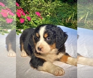 Bernese Mountain Dog Litter for sale in WEST GROVE, PA, USA