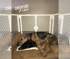 Airedale Terrier Litter for sale in MC BAIN, MI, USA
