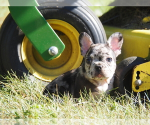French Bulldog Litter for sale in MANKATO, MN, USA