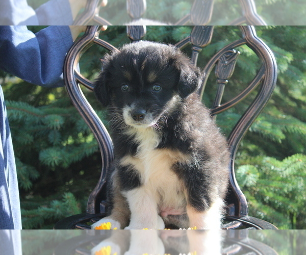 Medium Photo #1 Australian Shepherd Puppy For Sale in EVART, MI, USA