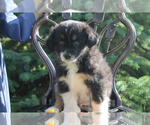 Small Photo #1 Australian Shepherd Puppy For Sale in EVART, MI, USA