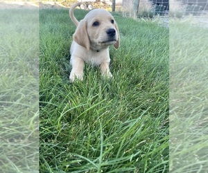 Golden Labrador Litter for sale in SISTERS, OR, USA