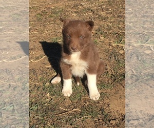 Border Collie Litter for sale in CARR, CO, USA