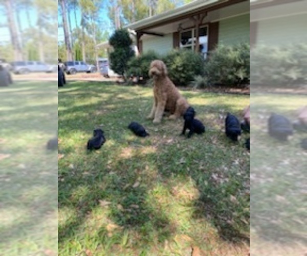 Medium Photo #1 Doodle-Goldendoodle Mix Puppy For Sale in DADE CITY, FL, USA