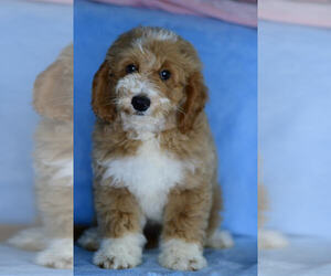 Goldendoodle (Miniature) Litter for sale in HAGERSTOWN, IN, USA