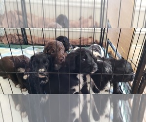 Springerdoodle Litter for sale in CANTON, MS, USA