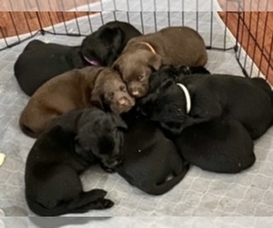 Labrador Retriever Litter for sale in CRESWELL, OR, USA