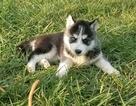 Small Photo #1 Siberian Husky Puppy For Sale in BAY LAKE, FL, USA