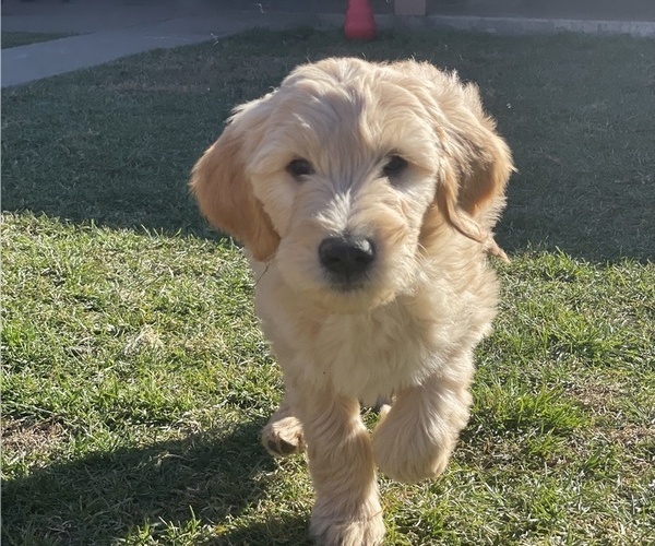 Medium Photo #1 Goldendoodle Puppy For Sale in MODESTO, CA, USA