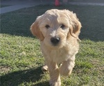 Small Photo #1 Goldendoodle Puppy For Sale in MODESTO, CA, USA
