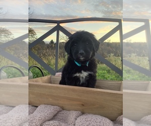 Bordoodle Litter for sale in HILLSBORO, WI, USA