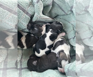 Schnauzer (Miniature) Litter for sale in WESTMINSTER, SC, USA