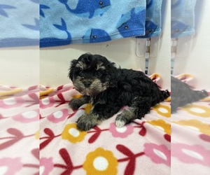 Maltipoo Litter for sale in HOPKINSVILLE, KY, USA