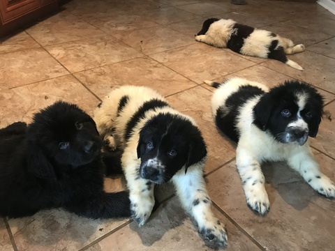 Medium Photo #1 Newfoundland Puppy For Sale in INDIANAPOLIS, IN, USA