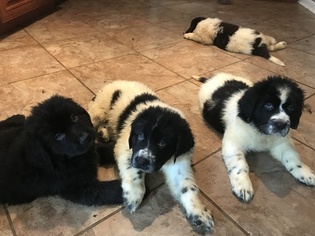 Newfoundland Litter for sale in INDIANAPOLIS, IN, USA