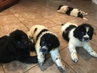 Small Photo #1 Newfoundland Puppy For Sale in INDIANAPOLIS, IN, USA