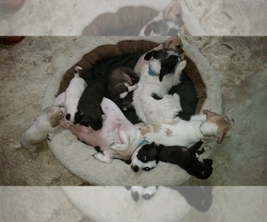 Chiranian Litter for sale in GROTON, NY, USA