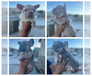 French Bulldog Litter for sale in PALMDALE, CA, USA