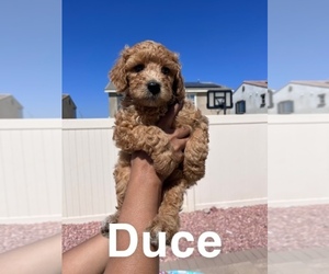 Poodle (Standard) Litter for sale in PERRIS, CA, USA