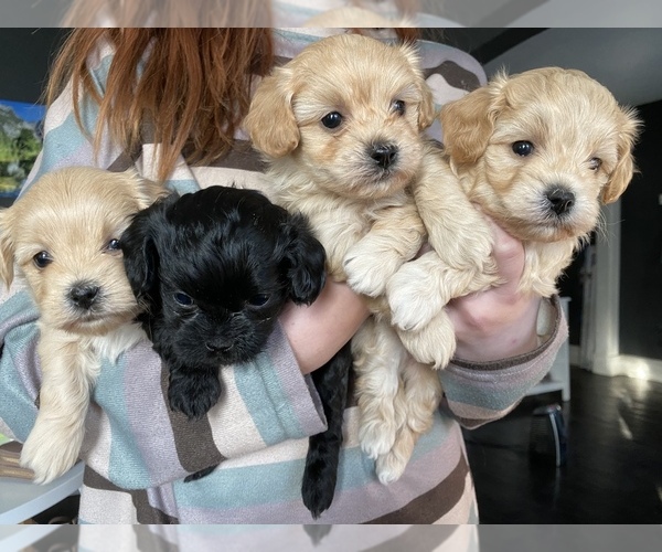 Medium Photo #1 Bichpoo-ShihPoo Mix Puppy For Sale in LIBERTY, MO, USA