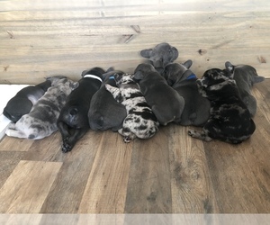 French Bulldog Litter for sale in SPARKS, NV, USA