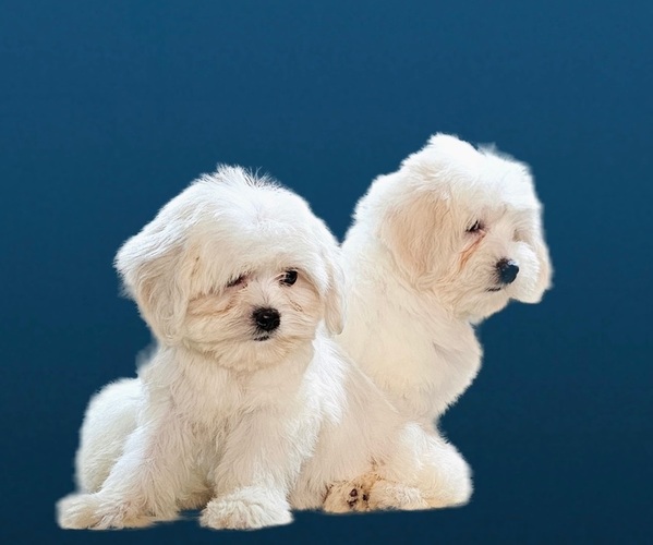 Medium Photo #1 Maltese-Zuchon Mix Puppy For Sale in SAN DIEGO, CA, USA