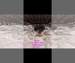 Small Photo #1 Bernedoodle (Miniature) Puppy For Sale in SHIPSHEWANA, IN, USA