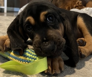 Bloodhound Litter for sale in STOCKTON, CA, USA