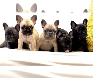 French Bulldog Litter for sale in BAKERSFIELD, CA, USA