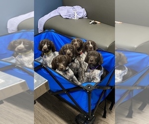German Shorthaired Pointer Litter for sale in BOONVILLE, IN, USA