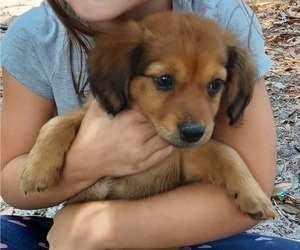 Cardigan Welsh Corgi-Dachshund Mix Litter for sale in LARGO, FL, USA