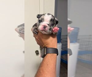 French Bulldog Litter for sale in SPRING HILL, FL, USA