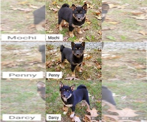 Shiba Inu Litter for sale in CLARK, MO, USA