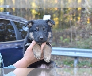 German Shepherd Dog Litter for sale in RIVERDALE, MD, USA