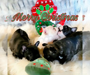 French Bulldog Litter for sale in NOONDAY, TX, USA