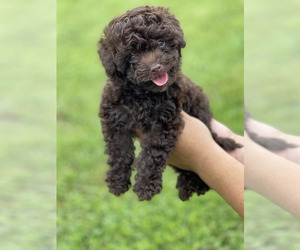 Poodle (Toy) Litter for sale in MOUNT AIRY, NC, USA