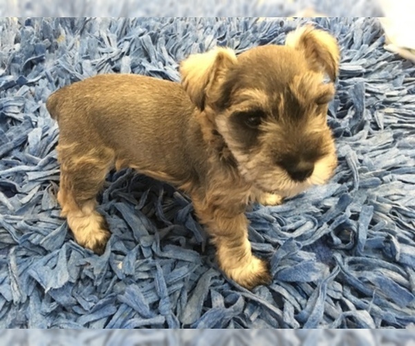 Medium Photo #1 Schnauzer (Miniature) Puppy For Sale in VALRICO, FL, USA