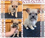 Small Photo #1 ShiChi Puppy For Sale in SAINT AUGUSTINE, FL, USA